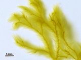Dettaglio delle porzioni apicali